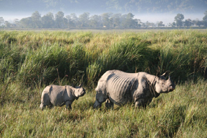 Kaziranga